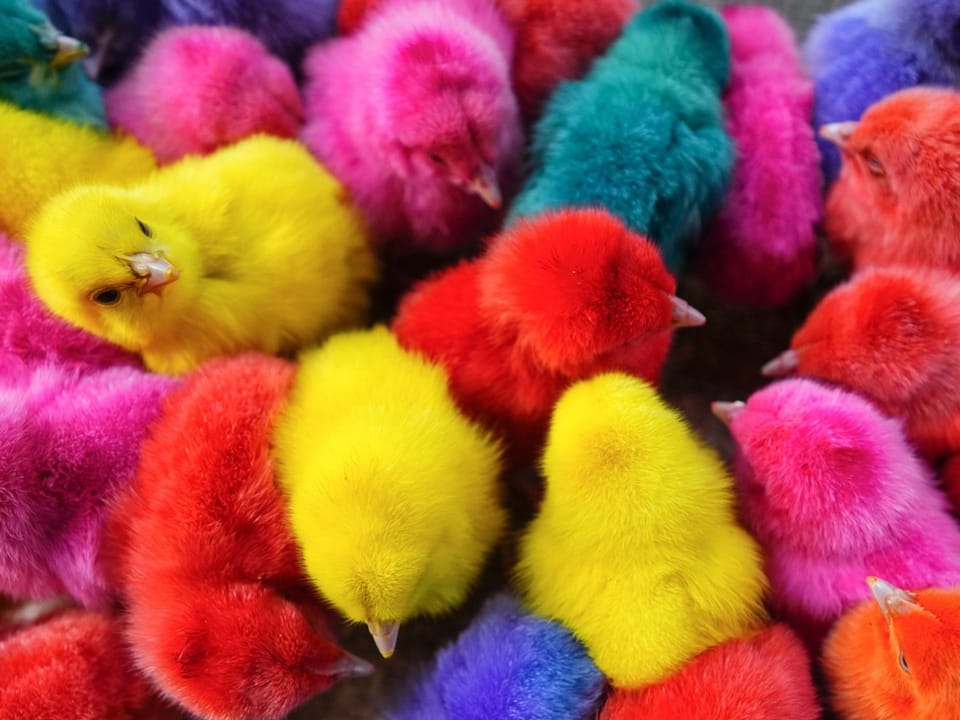 Colored chicks from above.