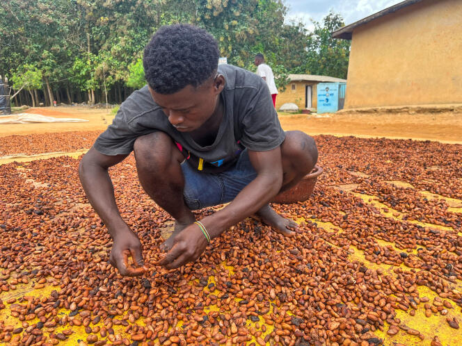 A young farmer dries cocoa beans, in Daloa (Ivory Coast), October 2, 2023.