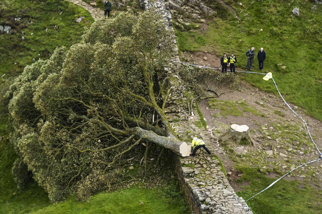 Police officers stand in front of a sawed-down sycamore maple in the middle of the night along Hadrian's Wall in the United Kingdom on September 28.