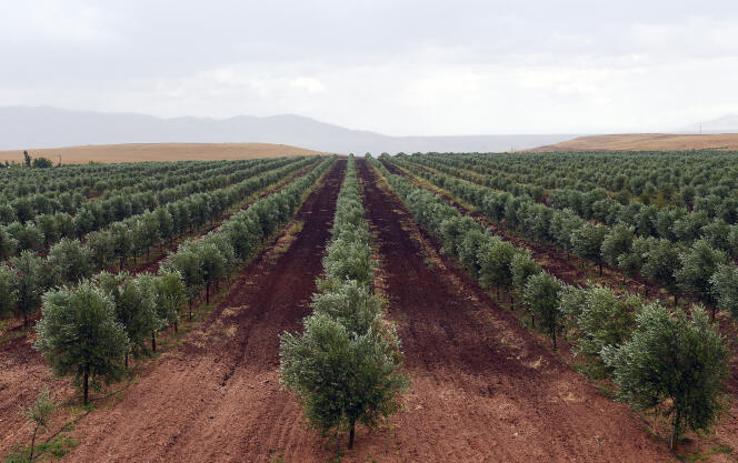 An olive plantation near Meknes, Morocco, in 2015.