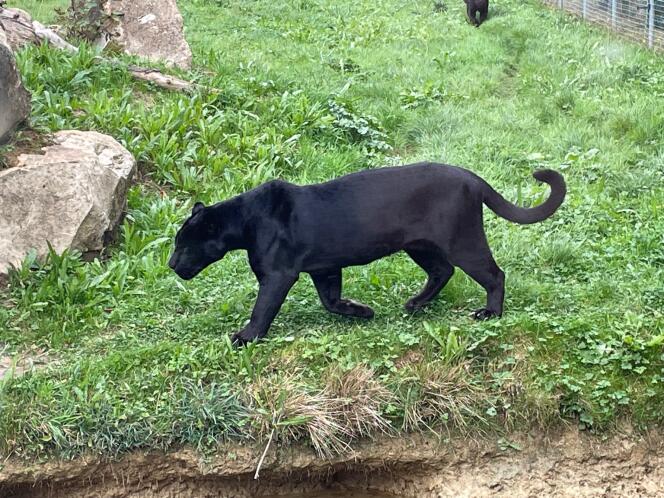 What ChatGPT responds when we submit this photo: “It is a black panther, which is in reality a color variant of the panther (leopard in Asia and Africa, jaguar in the Americas) which presents melanism, which gives its fur this black color.  Melanism is the result of a genetic mutation that causes overproduction of pigment.  »