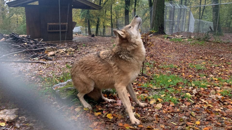 Wolf crouches in enclosure