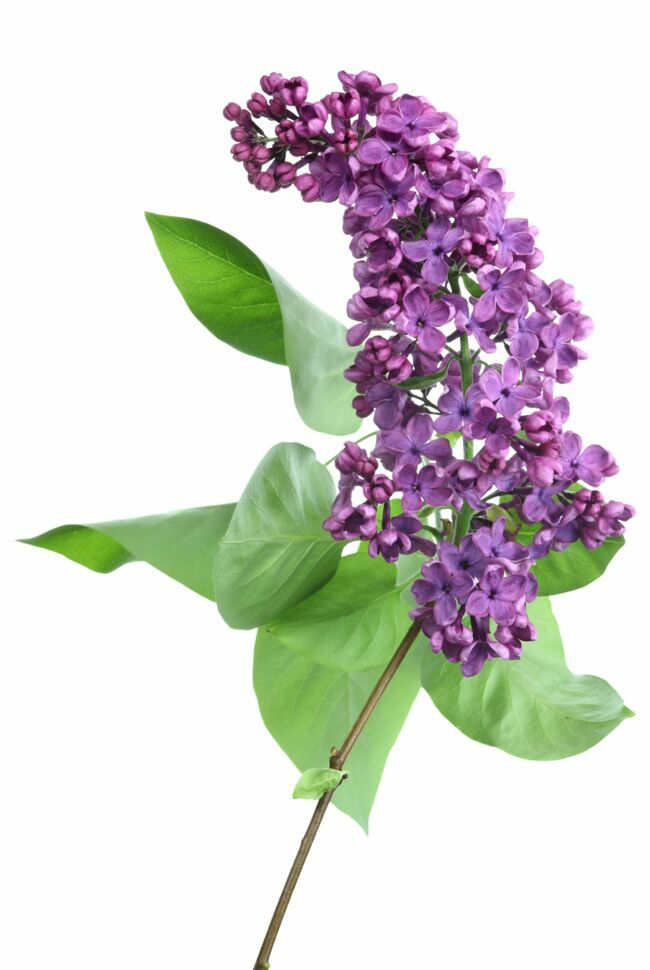 The Lilac.