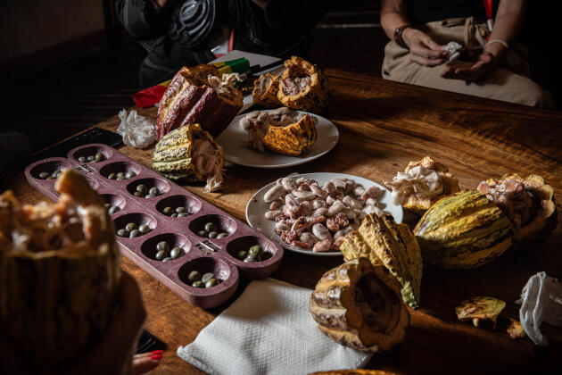 Tasting of cocoa beans with expert Albertus Eskes, in Abidjan, November 4, 2023. 