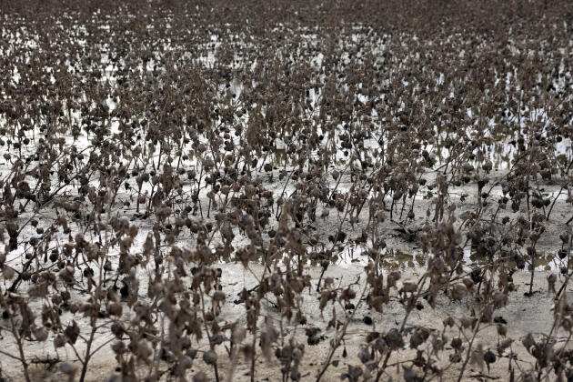 A flooded cotton field, in Velestino, near Volos (Greece), October 31, 2023.