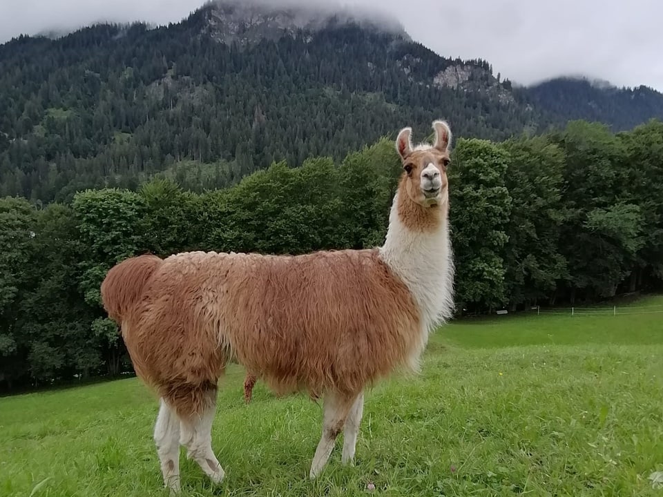 A white and beige llama poses in a pasture in front of a mountain.