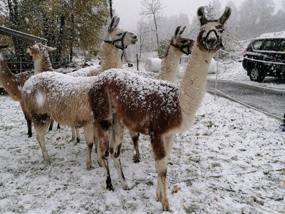 Llamas with snow-covered fur.