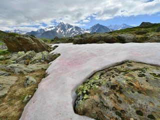 A snowfield in the Kaunertal in Austria is colored reddish.  The reason is the red snow algae (Chlamydomonas nivalis), which releases a substance to protect itself from strong sunlight.  This substance turns the snow red.