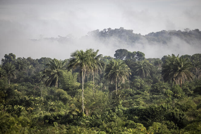 The Bopolu forest, Liberia, in November 2021.