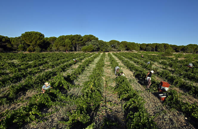 The harvest of white Albillo Real grapes, in the Las Moradas vineyard, had to start earlier this year, due to higher temperatures.  In San Martin de Valdeiglesias, near Madrid, August 3, 2023.
