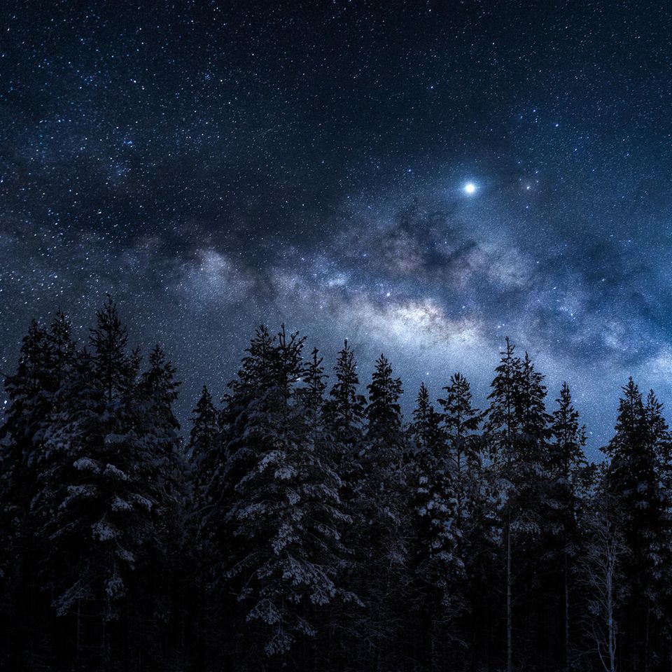 Forest, winter, snow, stars, night