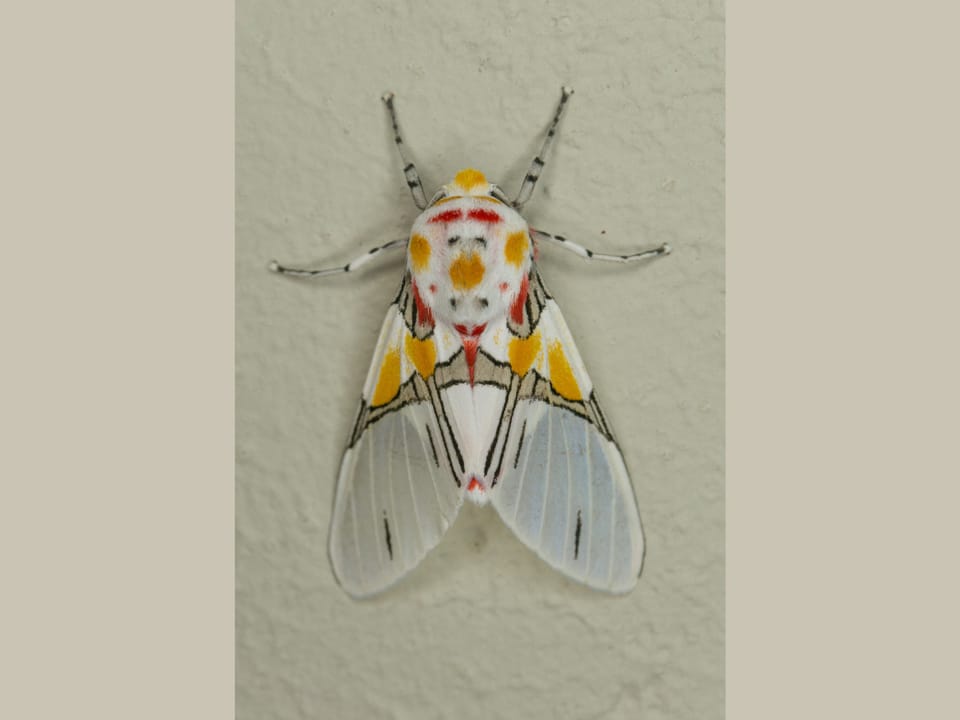 A moth with a red-orange pattern.