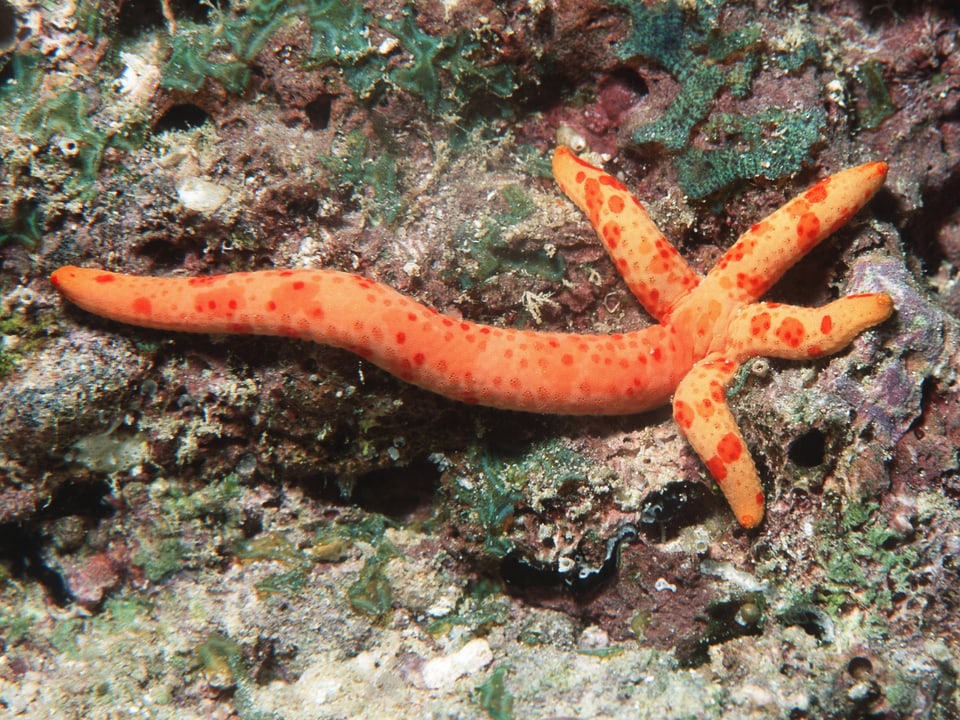 A starfish clings to a rock.