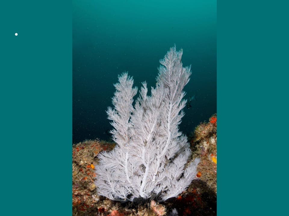 A finely feathered, white coral underwater.