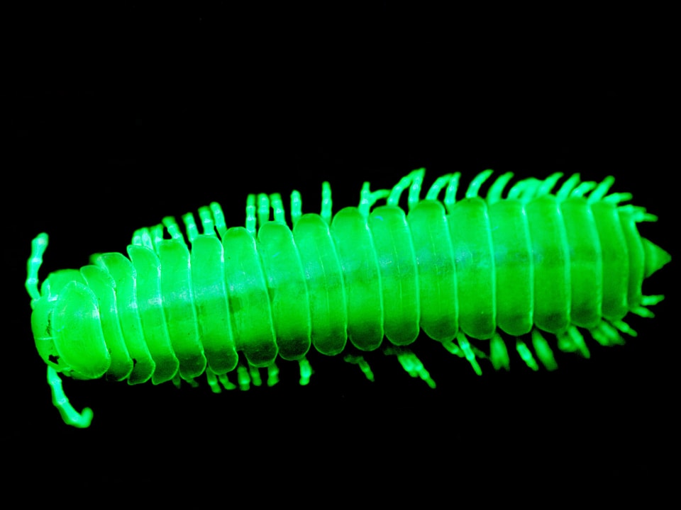 A bright green millipede against a black background.