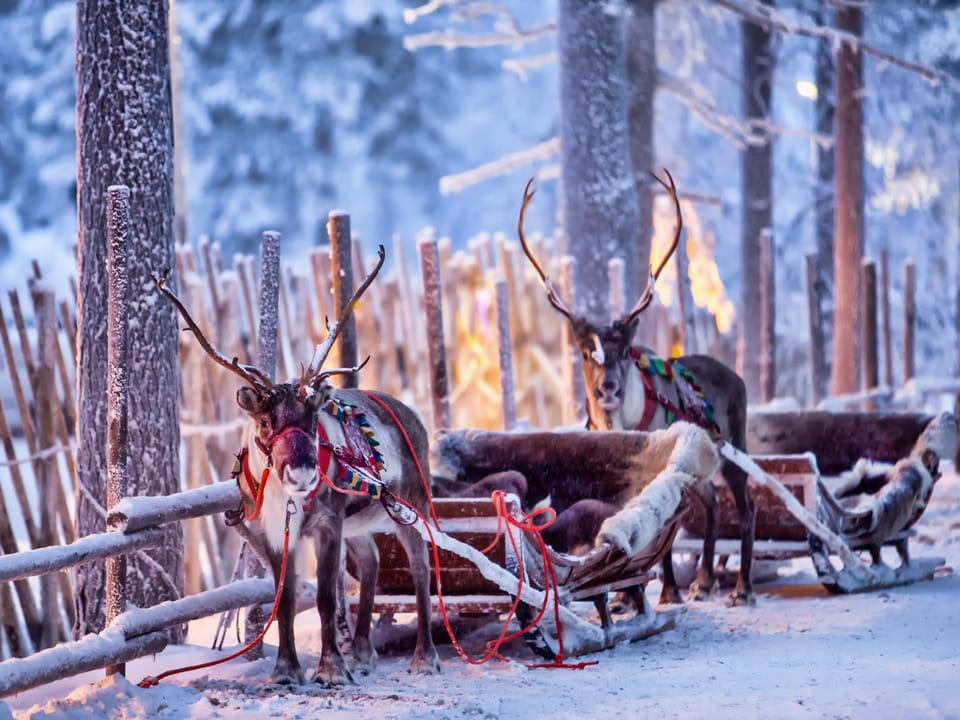 Two reindeer harnessed to the sleigh in a winter landscape.