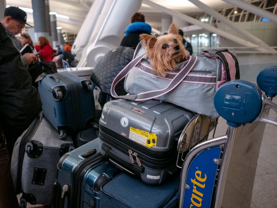A dog in a bag on a luggage trolley.