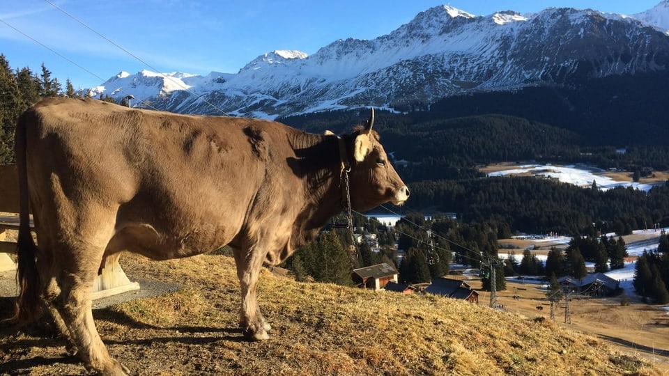 In Lenzerheide there is a cow standing in an open meadow