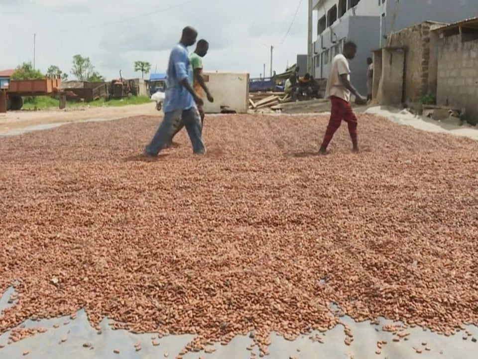 The drying of the cocoa beans was also difficult due to the poor weather conditions.