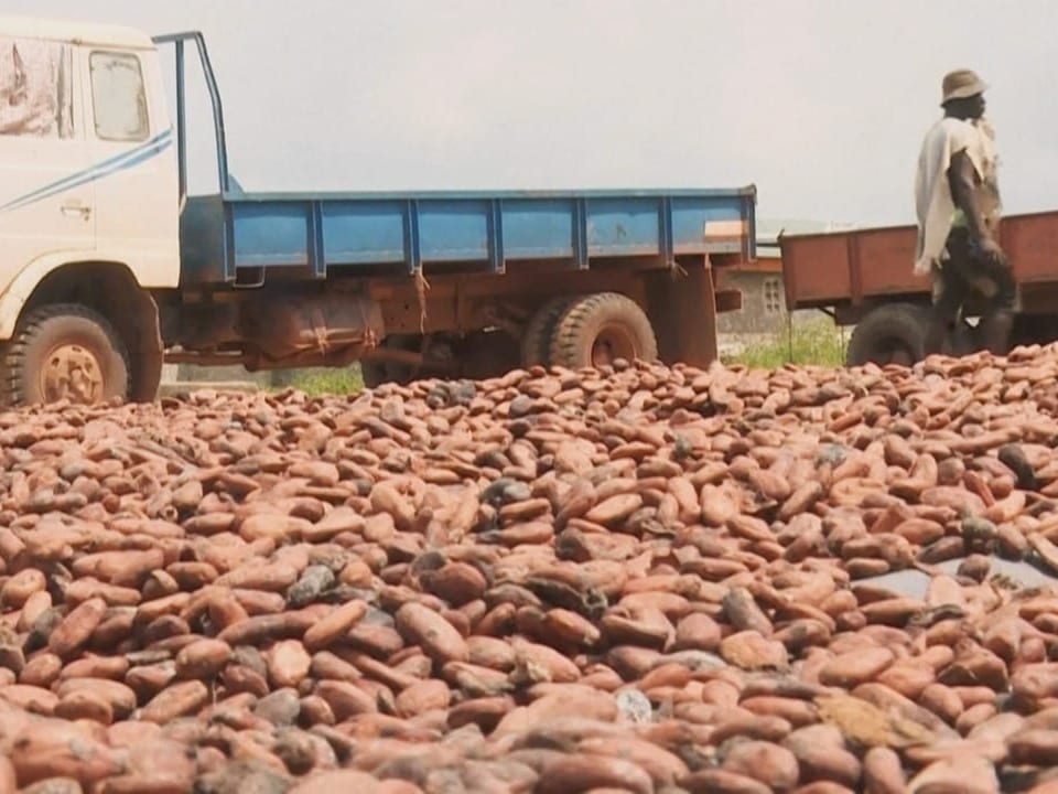 Cocoa on the ground behind trucks