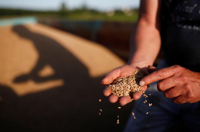A French farmer checks the wheat he has just harvested in his field in Château-Thébaud (Loire-Atlantique), July 9, 2020.