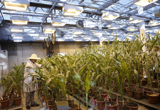 A researcher checks corn plants in a greenhouse growing natural corn and genetically modified corn at the Syngenta Biotech Center in Beijing, February 19, 2016.