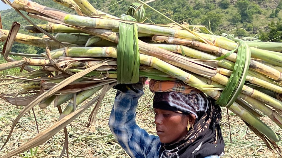 Woman with a bunch of sugar cane on her head.