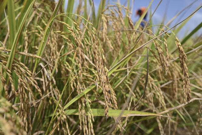 A rice field near Korhogo, Ivory Coast, in November 2023.
