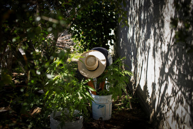 A member of the “Hermanas del Valle” (“Sisters of the Valley”), a community of women who present themselves in the habit of nuns and produce therapeutic products from cannabis, in central Mexico, September 3 2023.