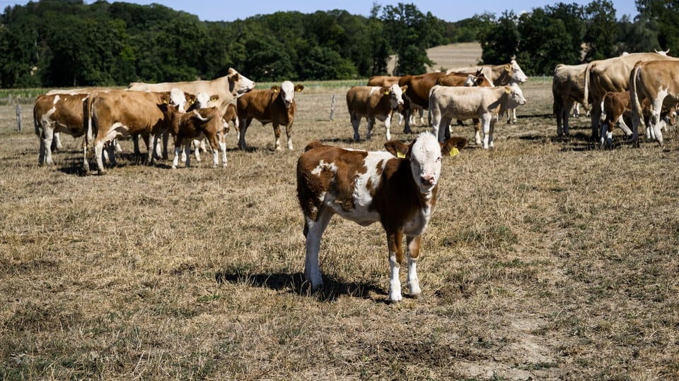 A dry pasture with calves