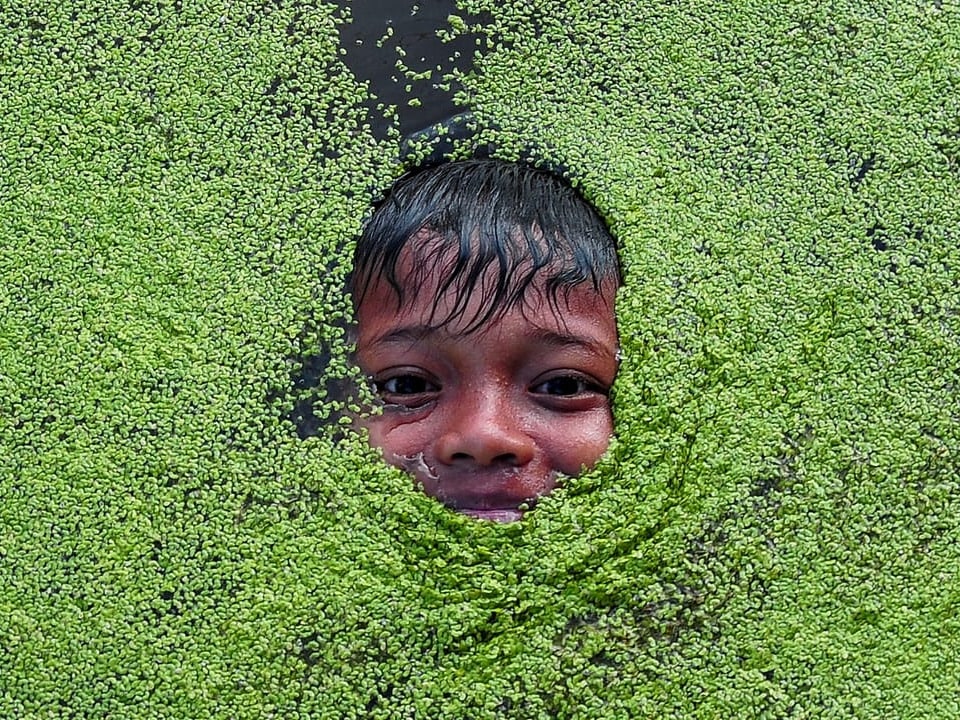 A boy keeps his face out of the water.  The water surface is full of green plants.