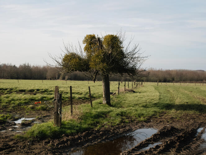 A pasture rented by the Terre de Sens farm, in Bermeries (North), on January 29, 2024. 