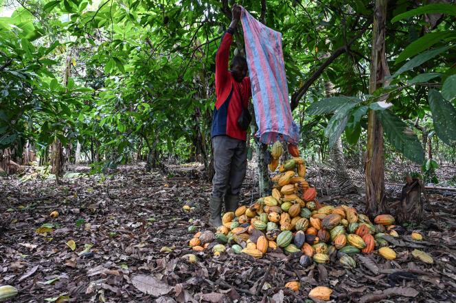 A farm worker collects cocoa pods on a plantation in the village of Hermankono, southern Ivory Coast, November 14, 2023.