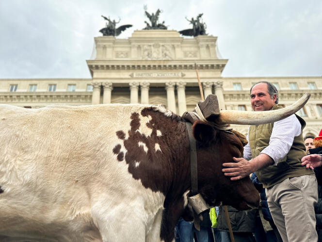 A farmer protests with his cow in front of the Ministry of Agriculture, in Madrid, February 21, 2024. 