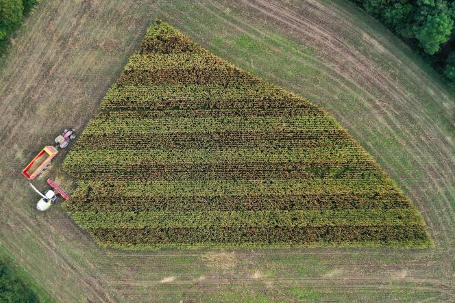 An aerial view of the corn harvest in eastern France in 2020.