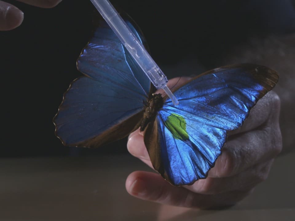 A drop of ethanol on a butterfly's wing changes the color from blue to green.