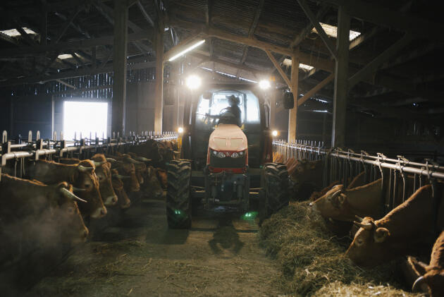 Guillaume Dorin, 23, goes through the barn with the tractor to feed the cows at the Clos de Montcouard organic farm, in Beaumont-Saint-Cyr (Vienna), February 13, 2024.