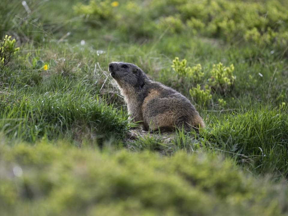 A marmot in a flowering meadow.