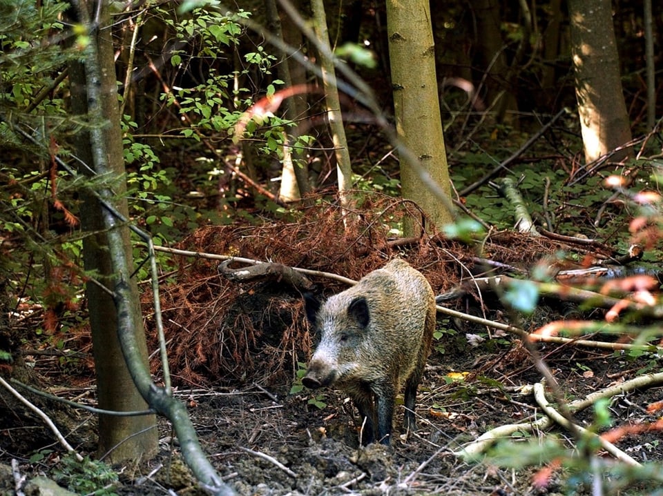 A wild boar in the branches. 