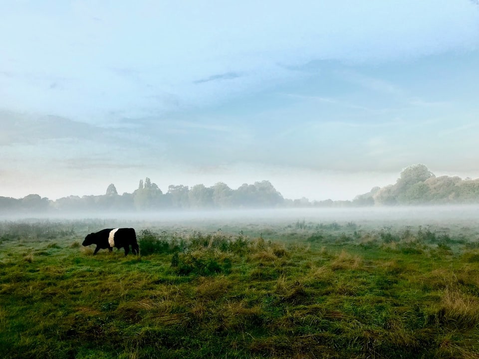 A black cow with a white stripe around its belly in a field with fog and hills behind it