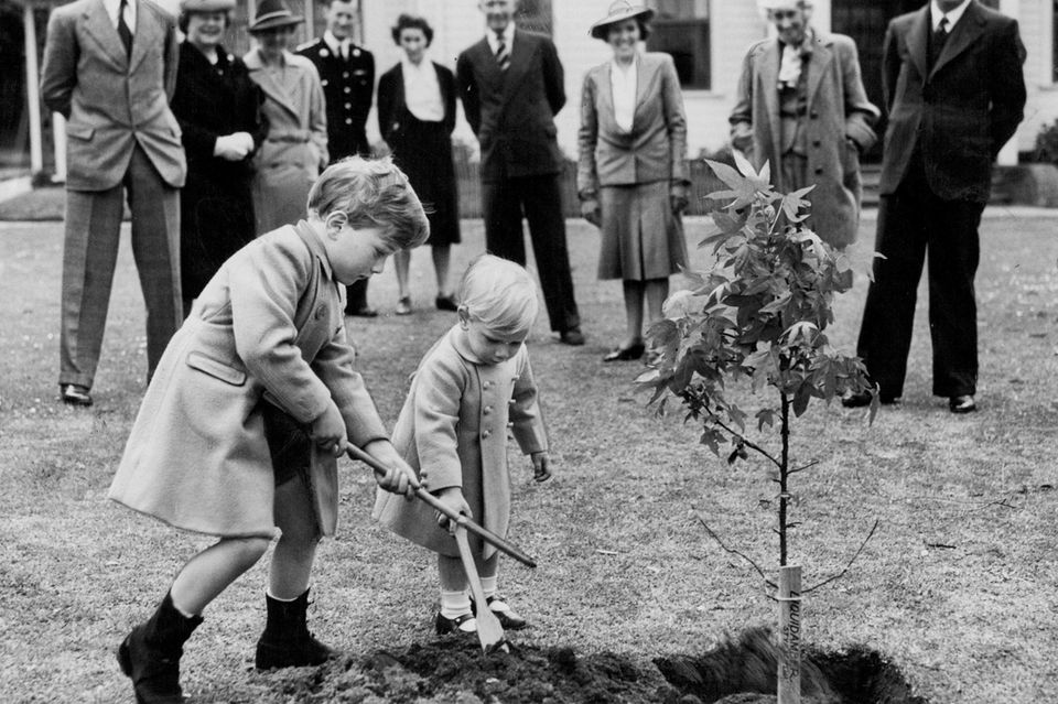 Brothers William and Richard plant a maple tree at Government House in Melbourne. 
