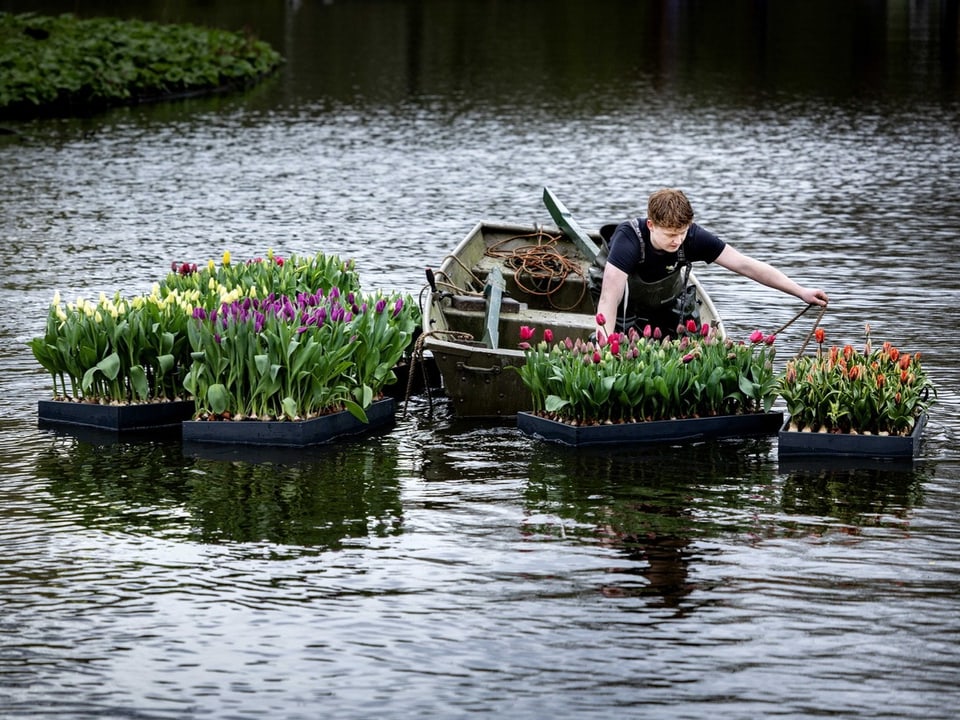 Rafts full of tulips will be launched into the pond in Vondelpark on Wednesday.
