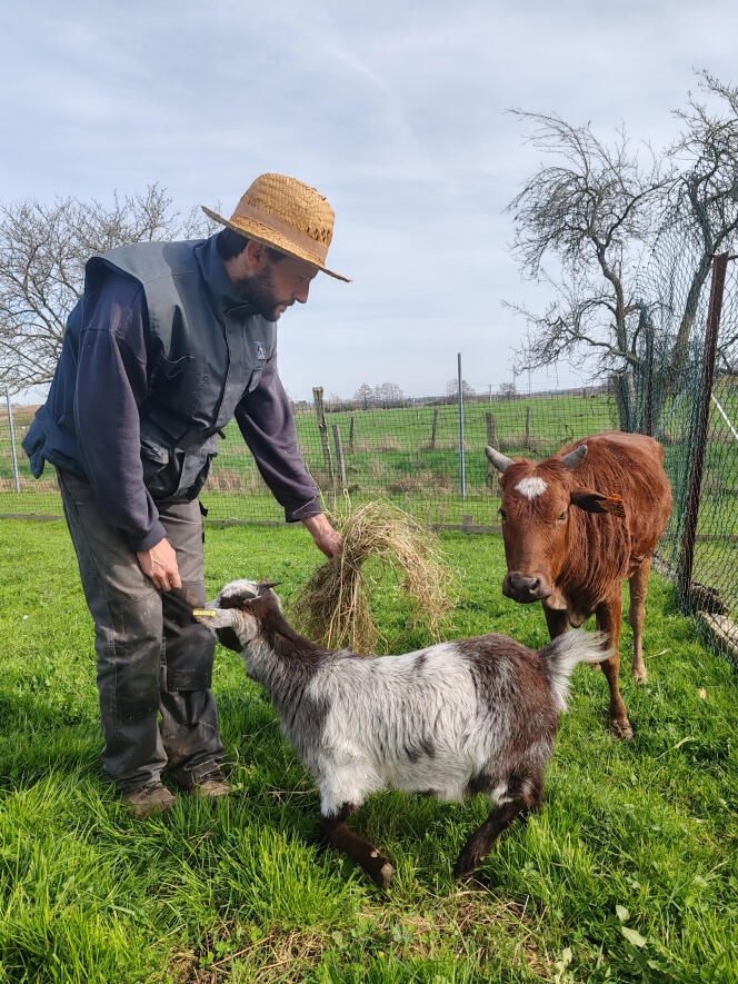 Frank Sasso, president of the La Contrée des minis association, in Hilbesheim, in Moselle, feeding an adult miniature goat and zebu, in March 2024.