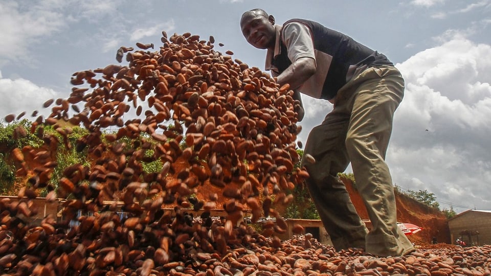 Man turns cocoa beans