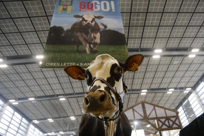 The Oreillette cow, face of the 60th Agricultural Show, in Paris, February 26, 2024.