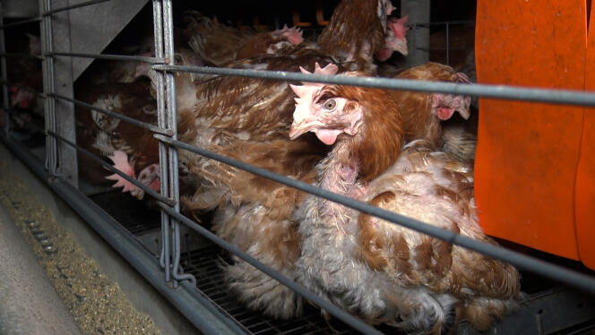 Chickens in their cage on a farm, in April 2017 (illustrative photo).