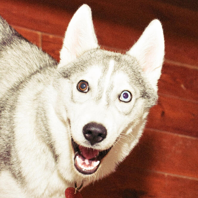 Nina, husky dog ​​with googly eyes.