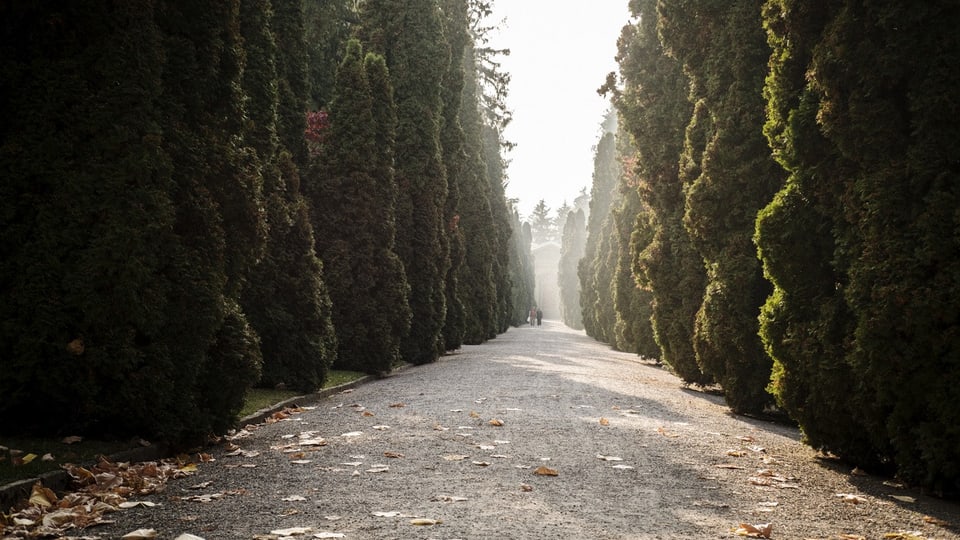 Photo of an avenue of trees in the Sihlfeld cemetery
