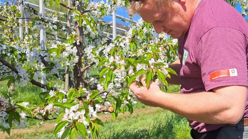 Farmer Marcel Itin examines a cherry tree in full bloom.