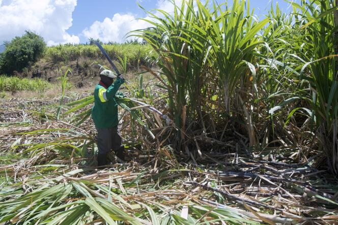 On a sugar cane plantation in Basse-Terre (Guadeloupe), in 2018.